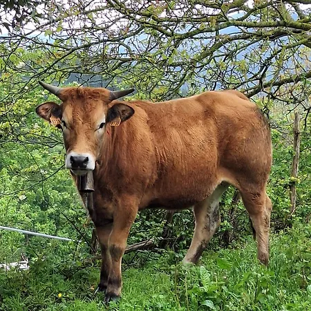 Areano Country house Escoriaza