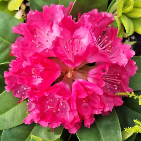 Areano Casa de Campo *