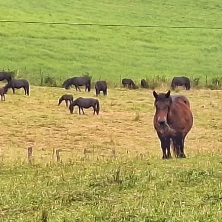 Areano * Эскориаса