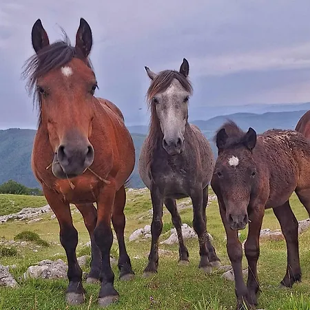 Areano * Эскориаса