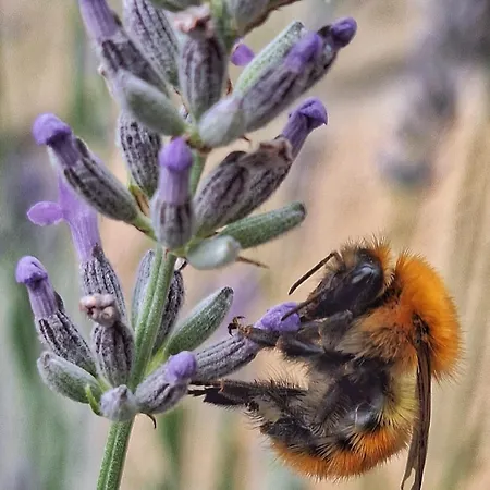 Casa de Campo Areano