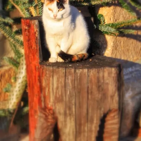 Areano Эскориаса