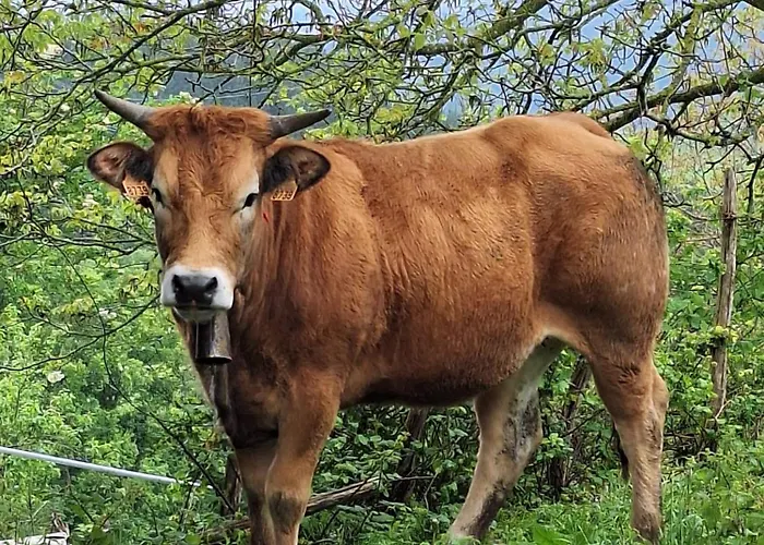 Areano Εξοχικό σπίτι Escoriaza